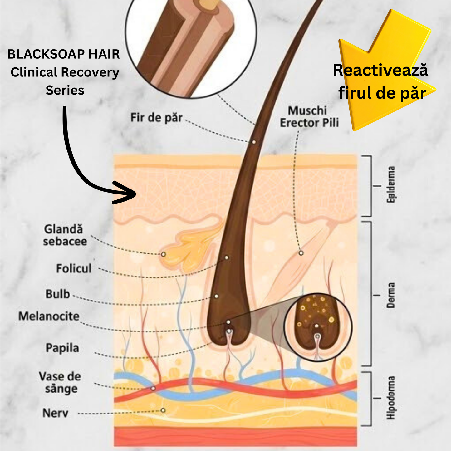 BLACKSOAP HAIR – Clinical Recovery Series