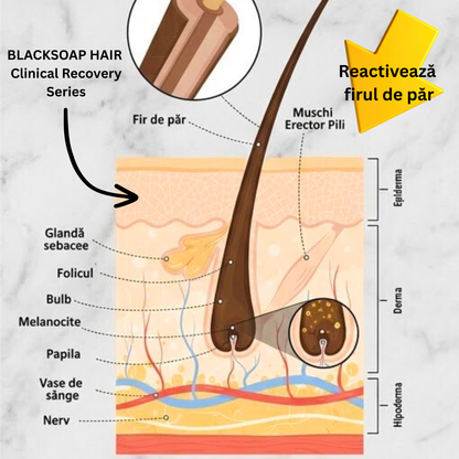 BLACKSOAP HAIR – Clinical Recovery Series